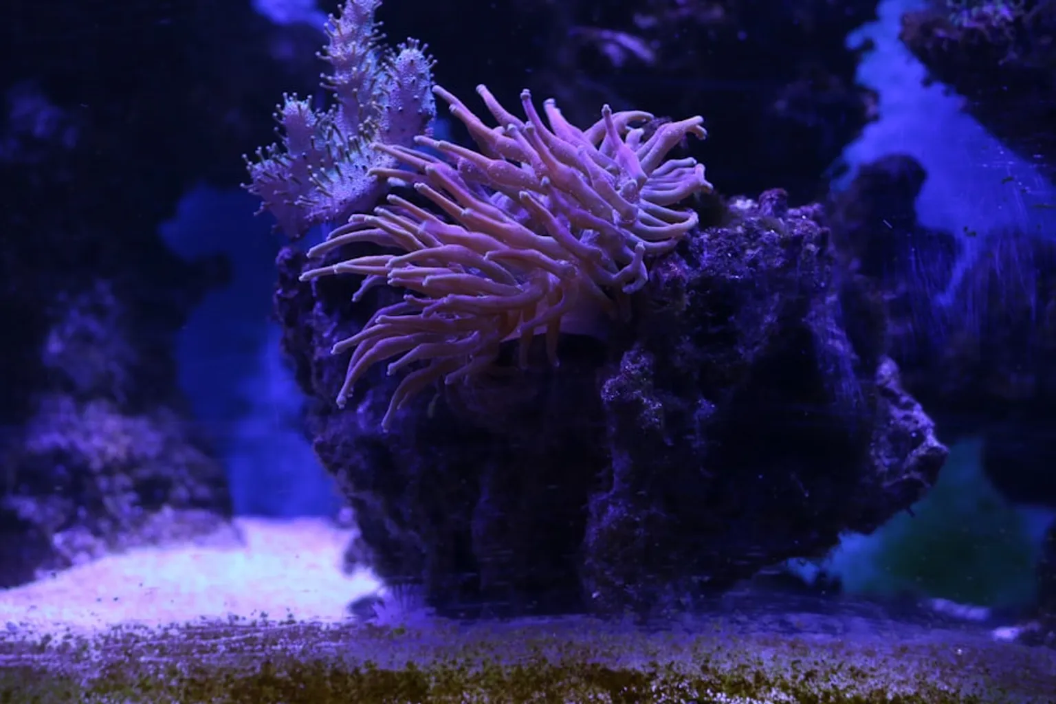 Aquarium SEA LIFE de Grapevine : fonctionnement des billets datés