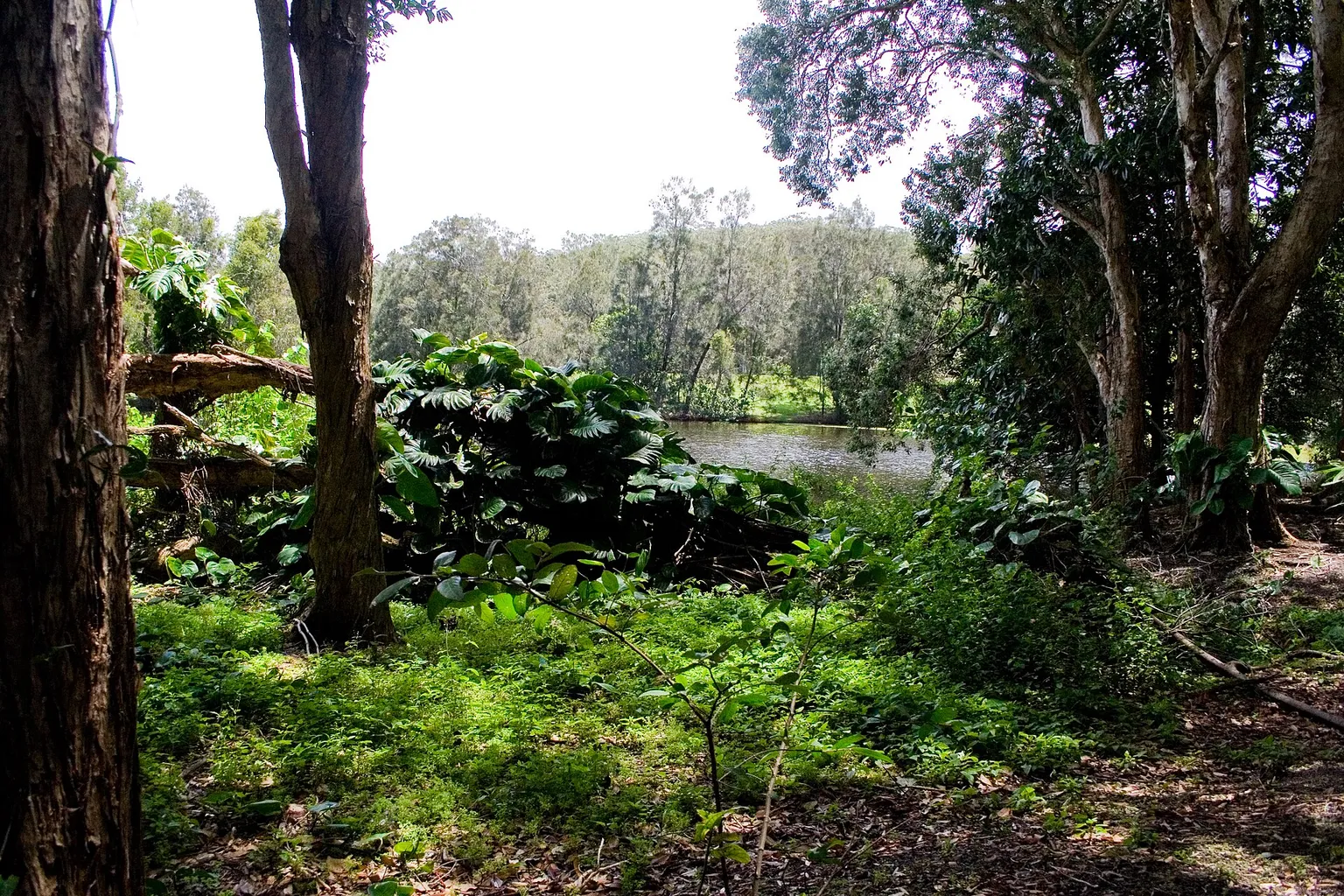 Currumbin Wildlife Sanctuary : réservation en ligne ou guichet ?