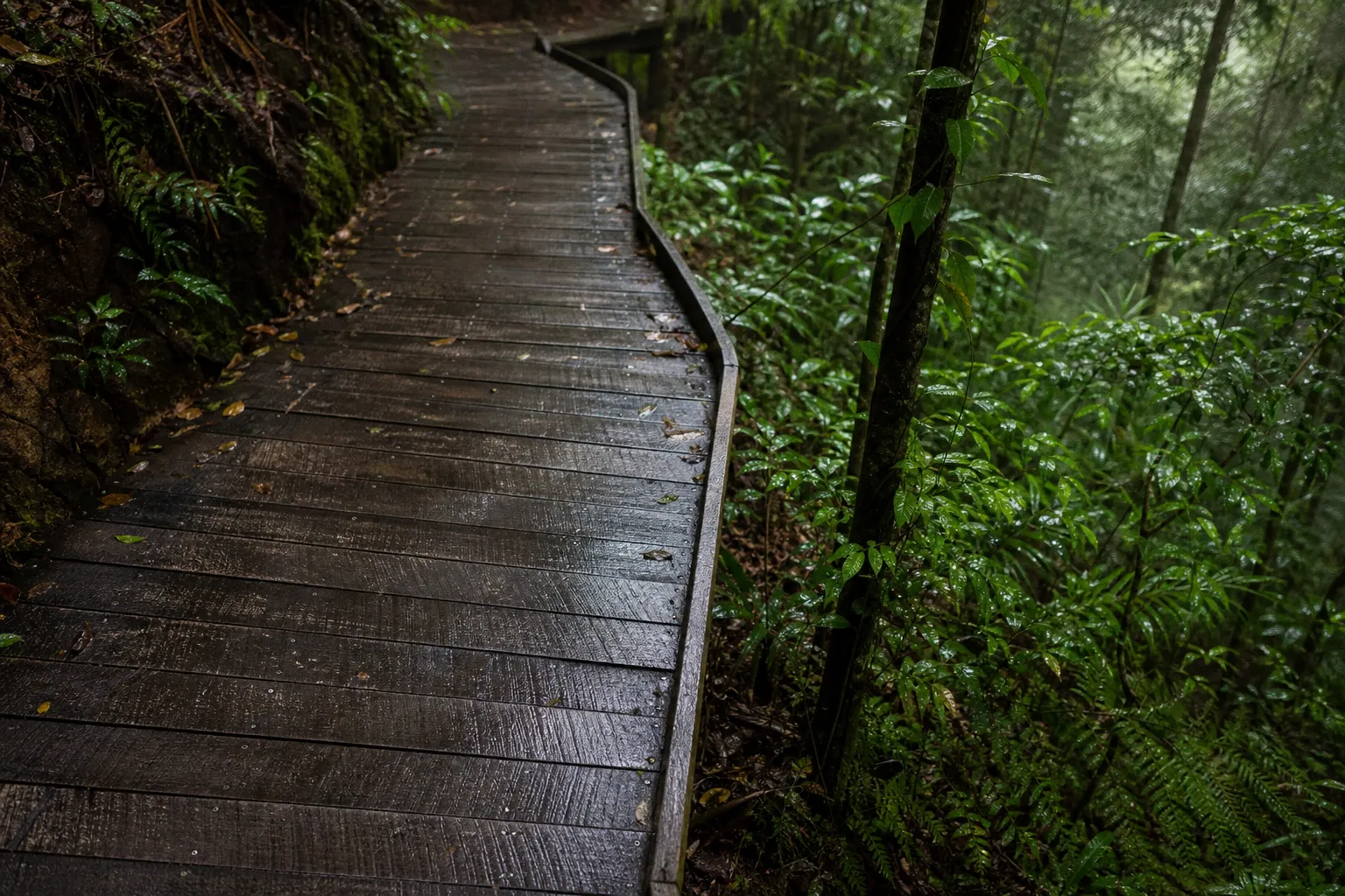 Tamborine Rainforest Skywalk : l'achat en vaut-il la peine ?