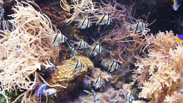 Aquarium de Gênes