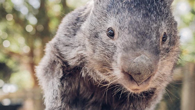 Ballarat Wildlife Park