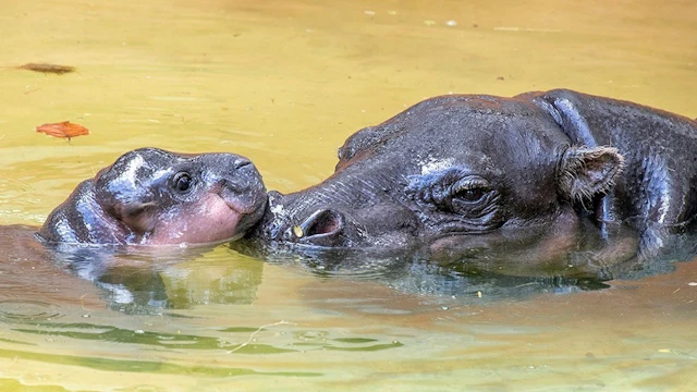 Zoo de Miami