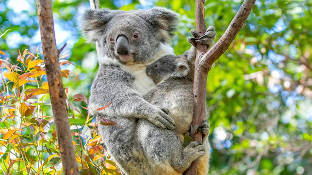 Currumbin Wildlife Sanctuary