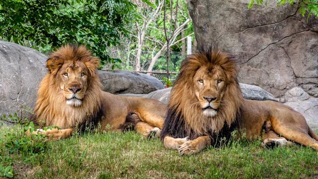 Zoo de Franklin Park