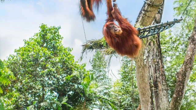 Zoo de Singapour