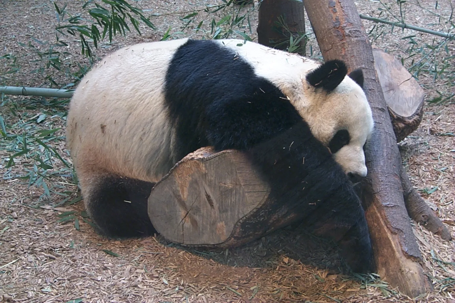 Zoo d'Atlanta : quels sont les horaires d'ouverture ?