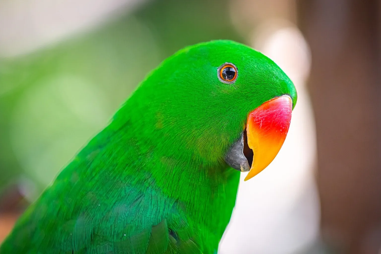 Zoo de Bali billets : tarifs et options pour bien choisir