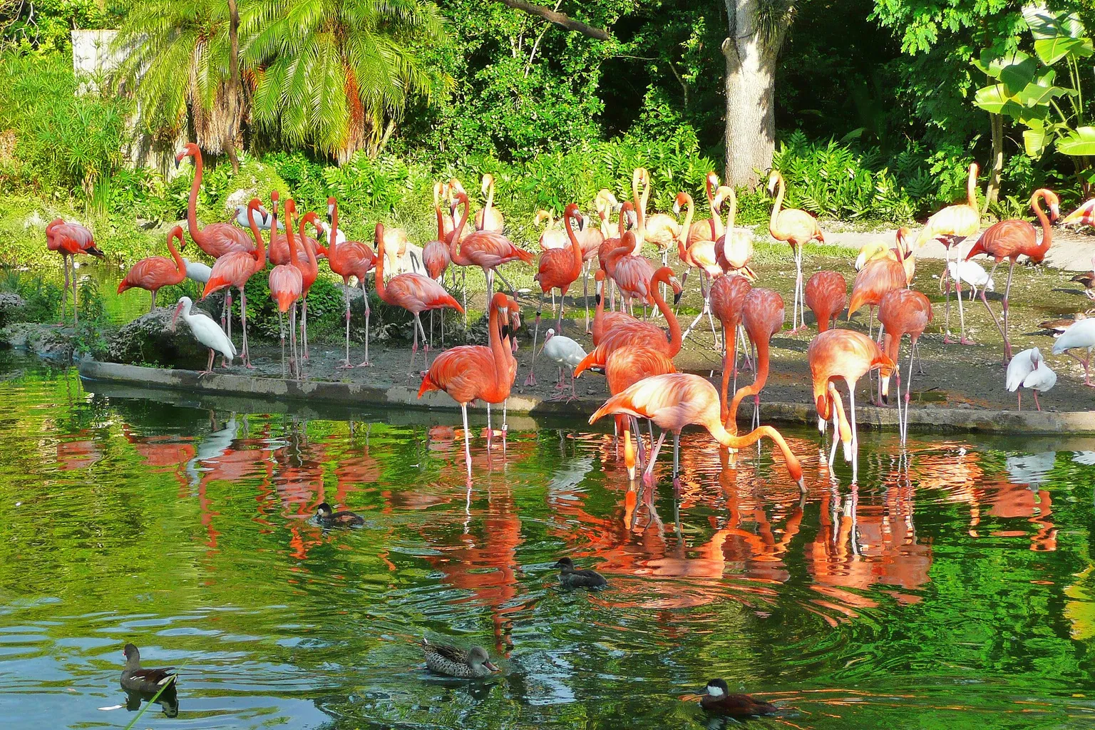 Billets pour le Zoo de Miami : où faire son achat ?